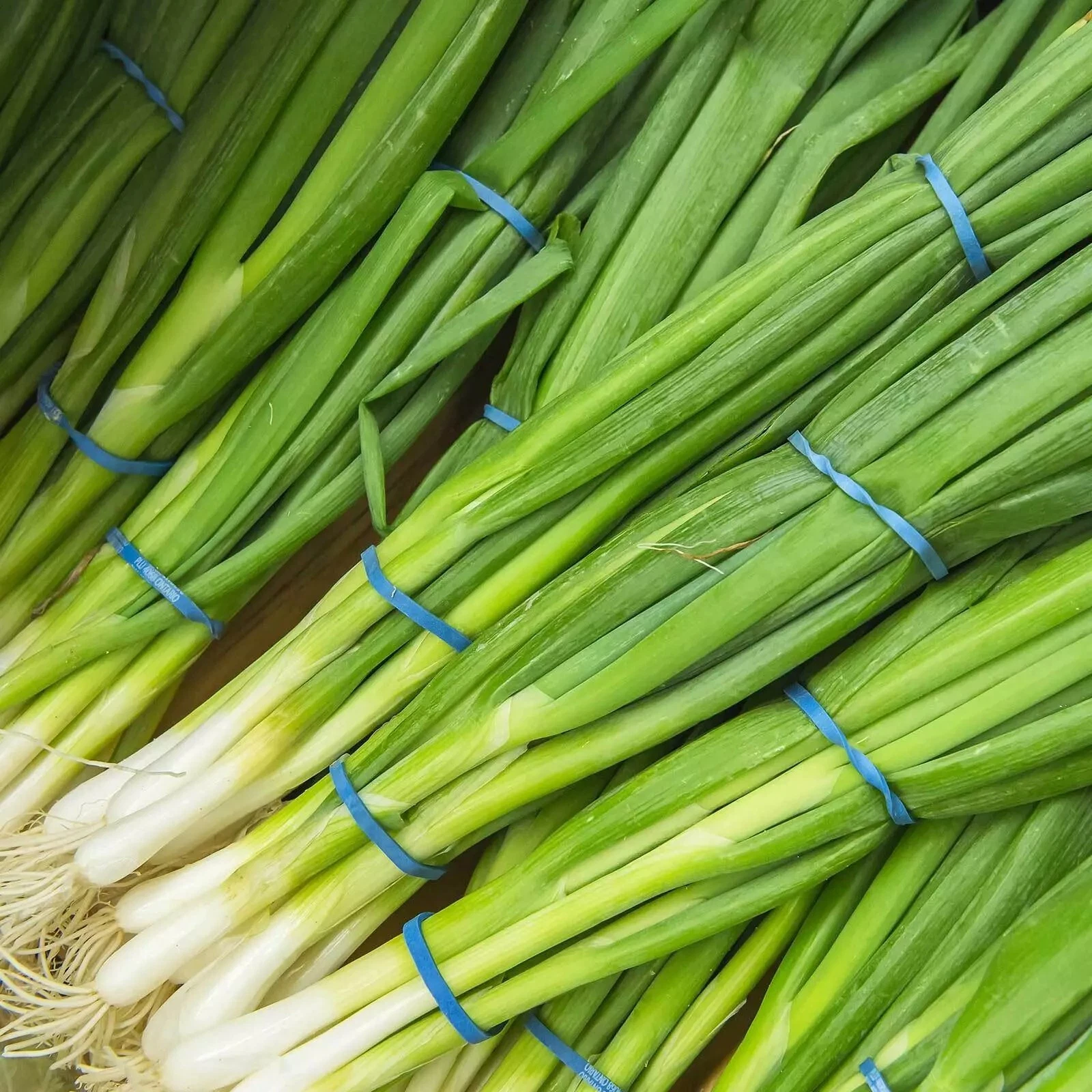 Green onions
