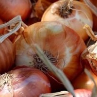 Golden Onions