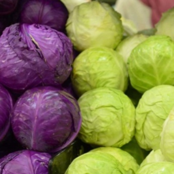 Cabbage