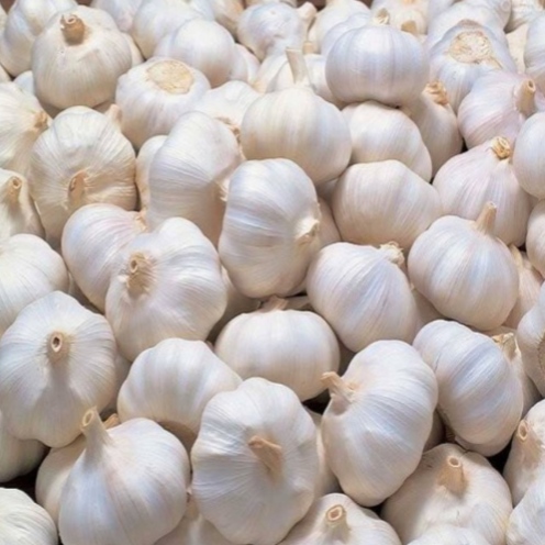 Garlic