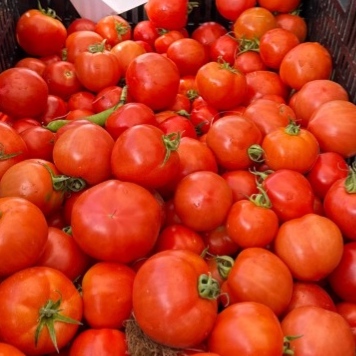 Tomatoes
