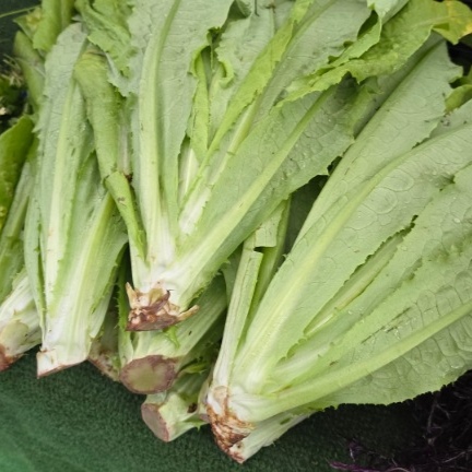 Lettuce