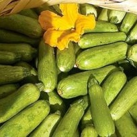Zucchini